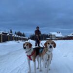 Egor Druzhinin Instagram - Кажется у нас появилась традиция - «семейный собачий день», или что-то вроде того. К нам в гости приехал Миша @sohonoho , который, не без наших стараний, превратился в папу Липы - сёстры нашей Торы. Сёстры встретились так, словно вчера расстались. Надо чаще встречаться! Не устаю благодарить @shelter_tails за это четвероногое ушасто-хвостатое счастье!