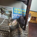 Ehren Kassam Instagram - Sneaky kitty