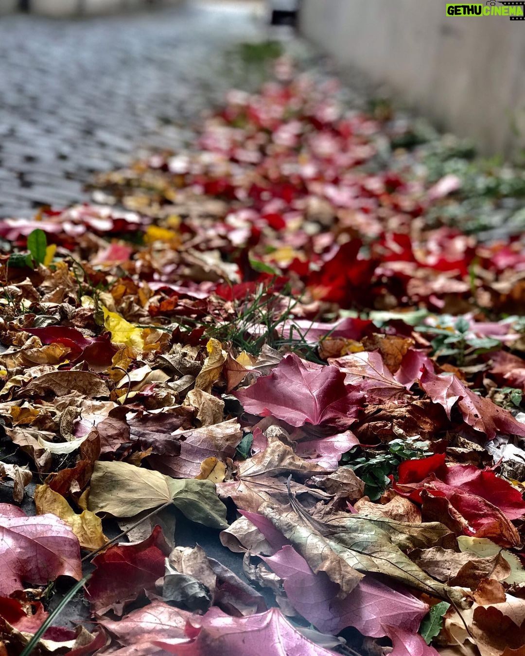Elçin Sangu Instagram - Çektiğimiz güzel fotoğrafları da mı koymayalım?🍁🍂 Planet Earth