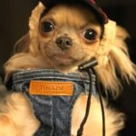Elçin Sangu Instagram - #padmethedog