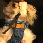 Elçin Sangu Instagram - #padmethedog