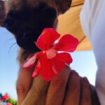 Elçin Sangu Instagram - Çiçek çocuk🌺