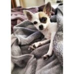 Elçin Sangu Instagram - Evlat🐾🐾🐾Yoda