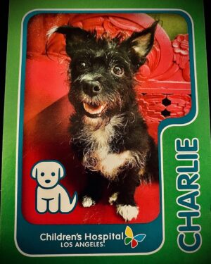 Elden Henson Instagram - RIP Charlie.  Hands down the most wonderful dog that ever walked the earth.  Charlie was pure love, she filled so many hearts with joy, and was quick to roll onto her back so you could scratch her belly.  She brought a smile to every child’s face, during her time in the Dog Therapy Program at the Children’s Hospital, with her one floppy ear, and permanent grin.  She loved unconditionally and I think that’s really special.  Love you Charlie girl!!! You did great and you earned some rest!! 🖤