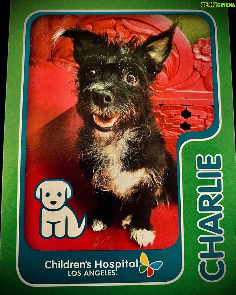 Elden Henson Instagram - RIP Charlie. Hands down the most wonderful dog that ever walked the earth. Charlie was pure love, she filled so many hearts with joy, and was quick to roll onto her back so you could scratch her belly. She brought a smile to every child’s face, during her time in the Dog Therapy Program at the Children’s Hospital, with her one floppy ear, and permanent grin. She loved unconditionally and I think that’s really special. Love you Charlie girl!!! You did great and you earned some rest!! 🖤