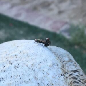 Elden Henson Instagram - Pretty sure these flys are doing it doggy style!  #nofilter
