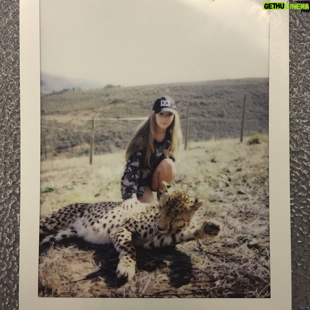 Eleanor Worthington-Cox Instagram - we went back to @cornellskopfarm and met Rocket the cheetah, he's so so beautiful😍I also met a lamb that @briiiiiiiiiig helped me catch after I spent 20 minutes chasing it... #SAbs