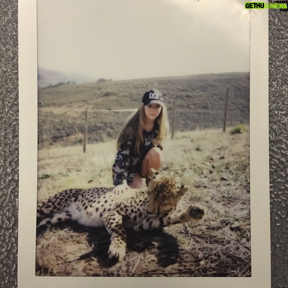 Eleanor Worthington-Cox Instagram - we went back to @cornellskopfarm and met Rocket the cheetah, he's so so beautifulšI also met a lamb that @briiiiiiiiiig helped me catch after I spent 20 minutes chasing it... #SAbs