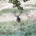 Eliška Štefanicová Instagram - Rut is here 🤎 #sellierbellot#sellierbellotfamily#deer#deerhuntress#deerhunter#deerhunting#deerphotography#deerseason#deerrut#reddeerrut#reddeer#redstag#redstaghunting#reddeerhunting#animalphotography#photography#animal#animals#wildanimals#wild#wildlife#nature#forest#naturelover#forestanimals#naturelovers#power#oxota#hunt#hunting