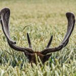 Eliška Štefanicová Instagram - 🤫😁 #fallowdeerhunting#fallowdeer#deer#deerhuntress#deerhunter#hunt#hunting#huntinggirl#huntingwomen#hunter#hunters#huntress#nature#forest#animallover#animallovers#animals#huntinglife#huntingtrophy#huntingphoto#naturelover#gamemanagement#myslivost#love#czechgirl#lovehunting#polovanie#animalphotography#grain#photography