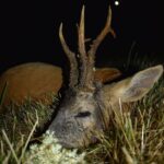 Eliška Štefanicová Instagram – Když kvetou bezy.. 💮🦌🌿

#sellierbellot#sellierbellotfamily#sellierbellotammunition#ammunition#308win#shooting#feelsright#huntingexperience#hunt#hunting#huntinglife#huntingtrophy#huntingphoto#hunterslife#huntingseason#lovehunting#roebuckseason#roebuckhunting#roebuck#roedeerseason#roedeerhunting#roedeer#hunter#hunters#huntress#gamemanagement#oxota#chasse#polovanie#trophy