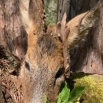 Eliška Štefanicová Instagram - Abnormal roedeer 😍🌿 #sellierbellot#sellierbellotfamily#sellierbellotammunition#ammunition#308win#shooting#feelsright#huntingexperience#hunt#hunting#huntinglife#huntingtrophy#huntingphoto#hunterslife#huntingseason#lovehunting#roebuckseason#roebuckhunting#roebuck#roedeerseason#roedeerhunting#roedeer#hunter#hunters#huntress#gamemanagement#oxota#chasse#polovanie#trophy