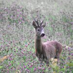 Eliška Štefanicová Instagram - Setkání v jeteli 💚 #roebuckseason#roebuckhunting#roedeer#roedeerseason#roebuck#wildanimals#wildanimal#nature#forest#naturelover#wild#wildlife#animals#animal#animallover#animallovers#hunt#hunting#hunters#hunter#huntingphoto#huntinglife#lovehunting#huntingtrophy#huntinggear#huntingseason#gamemanagement#feelsrigh#roedeerhunting#forestanimals