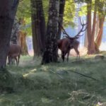 Eliška Štefanicová Instagram - Naši králové v ranním sluníčku 💚 @sellier_bellot_official #sellierbellot#deer#reddeer#deerseason#deerhunter#deerphotography#deers#reddeerhunting#reddeerphotographer#photography#wild#wildlife#nature#forest#animals#wildanimals#wildanimalsphotography#forestanimals#animal#animalovers#animallovers#animalphotography#hunt#hunting#hunter#huntingseason#lovehunting#huntinglife#huntinglifestyle#hunter#huntress