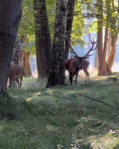 Eliška Štefanicová Instagram - Naši králové v ranním sluníčku 💚 @sellier_bellot_official #sellierbellot#deer#reddeer#deerseason#deerhunter#deerphotography#deers#reddeerhunting#reddeerphotographer#photography#wild#wildlife#nature#forest#animals#wildanimals#wildanimalsphotography#forestanimals#animal#animalovers#animallovers#animalphotography#hunt#hunting#hunter#huntingseason#lovehunting#huntinglife#huntinglifestyle#hunter#huntress