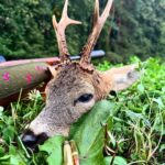 Eliška Štefanicová Instagram - Best hunting 🍀 #sellierbellot#308win#bohemialov#waidmannsheil#kahlesoptics#hunt#hunting#huntinggirl#huntingwomen#outdoor#outdoorwomen#outdoorgirl#hunters#hunter#czechhunter#huntress#girlwhoshoot#girlhunttoo#girlwhohunt#girlpower#huntingphoto#huntinglife#lovehunting#huntingtrophy#huntinggear#huntingseason#gamemanagement#franchifeelsrigh#roedeerhunting#roedeer