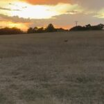 Eliška Štefanicová Instagram - I love it 🥰 #sunset#sun#sky#sunsets#sunset_pics#sunsetlovers#sunsetphotography#magicsky#skylovers#skyphotography#skycolors#nature#naturecolors#naturephotography#naturelovers#hunt#hunting#roedeer#roedeerrut#roedeerhunting#roebuck#wild#wildlife#wildlifephotography#love#life#freedom#forest