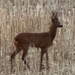 Eliška Štefanicová Instagram - I love it 🥰 #sunset#sun#sky#sunsets#sunset_pics#sunsetlovers#sunsetphotography#magicsky#skylovers#skyphotography#skycolors#nature#naturecolors#naturephotography#naturelovers#hunt#hunting#roedeer#roedeerrut#roedeerhunting#roebuck#wild#wildlife#wildlifephotography#love#life#freedom#forest