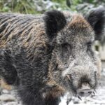 Eliška Štefanicová Instagram - 🤍 #hunt#hunting#wildboars#wildboarhunting#wildboar#wildanimals#wildanimalphotos#wildanimal#wildanimalphotography#animal#animals#animalovers#animalphotography#animallovers#wild#wildlife#nature#forest#naturelover#beautifulanimals#forestanimals#gamemanagement#myslivost#polovanie#oxota#huntingphoto#lovehunting#huntinglife#huntingseason#hunter