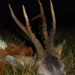 Eliška Štefanicová Instagram - Když kvetou bezy.. 💮🦌🌿 #sellierbellot#sellierbellotfamily#sellierbellotammunition#ammunition#308win#shooting#feelsright#huntingexperience#hunt#hunting#huntinglife#huntingtrophy#huntingphoto#hunterslife#huntingseason#lovehunting#roebuckseason#roebuckhunting#roebuck#roedeerseason#roedeerhunting#roedeer#hunter#hunters#huntress#gamemanagement#oxota#chasse#polovanie#trophy
