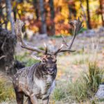 Eliška Štefanicová Instagram - #color 🍁 #fallowdeer#hunt#hunting#huntingwomen#huntinggirl#outdoor#outdoorwomen#outdoorgirl#hunter#hunters#czechhunter#huntress#girlwhohunt#girlshunttoo#gamemanagement#myslivost#polovanie#oxota#jagt#lovehunting#huntingseason#lovehunting#huntingtrophy#huntingphoto#huntinglife#trophy#fallowdeerhunting#wild#nature#wildlife