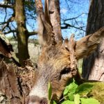 Eliška Štefanicová Instagram - Abnormal roedeer 😍🌿 #sellierbellot#sellierbellotfamily#sellierbellotammunition#ammunition#308win#shooting#feelsright#huntingexperience#hunt#hunting#huntinglife#huntingtrophy#huntingphoto#hunterslife#huntingseason#lovehunting#roebuckseason#roebuckhunting#roebuck#roedeerseason#roedeerhunting#roedeer#hunter#hunters#huntress#gamemanagement#oxota#chasse#polovanie#trophy