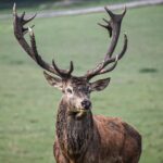Eliška Štefanicová Instagram - Happy St. Hubert’s Day 📯 #sellierbellot#sellierbellotfamily#deer#deerhuntress#deerhunter#deerhunting#deerphotography#deerseason#deerrut#reddeerrut#reddeer#redstag#redstaghunting#reddeerhunting#animalphotography#photography#animal#animals#wildanimals#wild#wildlife#nature#forest#naturelover#forestanimals#naturelovers#power#oxota#hunt#hunting