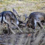 Eliška Štefanicová Instagram - Bojovníci 💪 #fallowdeer#fallowdeerhunting#deer#damadama#wildanimals#wild#wildlife#wildanimal#animals#animal#loveanimals#photography#forestanimals#nature#forest#naturephotography#naturephoto#naturelovers#naturelover#hunt#hunting#huntinglife#huntingphoto#lovehunting#huntingseason#gamemanagement#myslivost#figt#autumn#autumnvibes