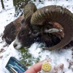 Eliška Štefanicová Instagram - Amazing winter hunting ❄️🌿 #mouflon#moufflon#moufflons#moufflonhunting#hunt#hunting#sellierandbellot#feelsright#muflon#mufloni#muflone#deerhuntress#hunt#hunting#huntingseason#hunter#hunters#huntress#polovanie#huntinglife#huntinggirl#huntinggear#huntingwomen#huntinggirls#jakt#jagt#oxota#waidmannsheil#gamemanagement#wild#wildlife
