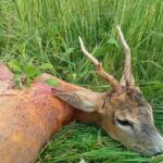 Eliška Štefanicová Instagram - 🦌🌿 #sellierbellot#308win#bohemialov#waidmannsheil#kahlesoptics#hunt#hunting#huntinggirl#huntingwomen#outdoor#outdoorwomen#outdoorgirl#hunters#hunter#czechhunter#huntress#girlwhoshoot#girlhunttoo#girlwhohunt#girlpower#huntingphoto#huntinglife#lovehunting#huntingtrophy#huntinggear#huntingseason#gamemanagement#franchifeelsrigh#roedeerhunting#roedeer
