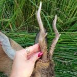 Eliška Štefanicová Instagram - 🦌🌿 #sellierbellot#308win#bohemialov#waidmannsheil#kahlesoptics#hunt#hunting#huntinggirl#huntingwomen#outdoor#outdoorwomen#outdoorgirl#hunters#hunter#czechhunter#huntress#girlwhoshoot#girlhunttoo#girlwhohunt#girlpower#huntingphoto#huntinglife#lovehunting#huntingtrophy#huntinggear#huntingseason#gamemanagement#franchifeelsrigh#roedeerhunting#roedeer