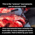 Eli Roth Instagram - Hostel for sharks. This was @noaa at the tournament I filmed for #Fin. After, the fishermen dumped the carcasses. The NOAA scientist said she’d never return, realizing she was being used. We thought this would end. We were wrong. The Alabama Deep Sea Fishing Rodeo went farther than any kill contest in the US and handed out prizes to killing a pregnant mother tiger shark and ripping out her 25 pups just days from birth and the fishermen took photos and made Tik toks while the scientists laughed. @deepseaguardians were there and got it all. We cannot stay quiet. We have to hit the sponsors on all platforms on all their social media pages. @iheartradio @cocacola @msstate @disealab @noaafisheries and all those who turned off social media comments hit them on Yelp and Google Reviews. See my other post for their info. And hit the state reps and Dauphin Island mayor and department of tourism and all the reps from Alabama. Ask them how they can possibly call this science. Trust your gut - you are not the crazy one. ANY TIME you see a shark on land someone is making money from its death. Watch my doc on @streamonmax @discoveryplus to see how horrible it is for sharks, why we all need them, and how you can speak up. We can all express ourselves in a respectful manner. The more respectful we are the less they can dismiss us. Don’t give them a reason. Tell Janet Coit at @noaafisheries this has to end.