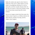 Eli Roth Instagram - Did you know that humans kill an estimated 30,000 sharks an hour? What's so ludicrous about this is that sharks keep our ocean healthy and balanced, and there's no benefit to their slaughter. In an EMA exclusive interview, we spoke with EMA Board Member @realeliroth about shark hunting tournaments, why sharks keep our oceans healthy, and how anyone can use their voice to support sharks. Please read the full interview at the link in our bio!