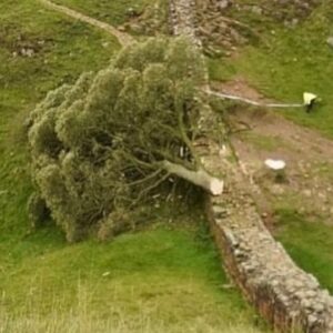 Elif Şafak Instagram - This is the famous Sycamore Gap Tree—it is an iconic tree, much loved and treasured. It was at least 300 years old. Imagine all the history it has witnessed! And it was also known as Robin Hood Tree, ever since it was featured in the film. This gorgeous, beautiful tree that held so many stories and memories was felled in a deliberate act of vandalism. They came, they killed the tree and then ran away. It just broke my heart. Why this hatred towards nature? The earth feeds us. The Mother Tree. Thank you @robgmacfarlane for sharing your words. #booksandnature #ourplanetourhome #writersandpoets 📚📚📚 Tam 300 senelik bir ağaç bu—Robin Hood ağacı. filmlerde yer almış, hakkında kitaplar makaleler yazılmış. 3 asır boyu kimbilir nelere tanık olmuş. İngiltere’nin en meşhur ağacı olarak biliniyordu dün birisi ya da birileri gelip sırf canları istedi diye ağacı kesivermiş. İnsanoğlu neden böyle? Doğaya bu hınç, bu düşmanlık neden? #ağaçlar #doğakatliamı #insanlık