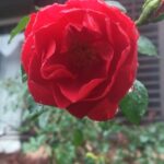 Ella Rumpf Instagram - Roses for Christmas - this is the future 🌊🌊🌊🌊🌊🌊🌊🌊🌊🌊🌊🌊#nosnowinswitzerland Joyeux Noël ✨