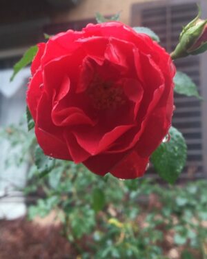 Ella Rumpf Instagram - Roses for Christmas - this is the future 🌊🌊🌊🌊🌊🌊🌊🌊🌊🌊🌊🌊#nosnowinswitzerland 
Joyeux Noël ✨