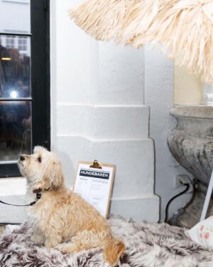 Ellen Hillingsø Instagram - Tak til alle, der kom forbi vores hundereception i dag 🐕🐾
Forlaget blev i dag fyldt med hunde i anledningen af udgivelsen af Hella Joof og Ellen Hillingsøs nye bog HUNDENS BOG. 
Hundene stillede op til billeder på den røde løber, hang ud i hundebaren og hyggede med de andre gæster.

#hund #hunde #hellajoof #ellenhillingsø #doglover #dog