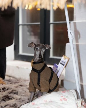 Ellen Hillingsø Instagram - Tak til alle, der kom forbi vores hundereception i dag 🐕🐾
Forlaget blev i dag fyldt med hunde i anledningen af udgivelsen af Hella Joof og Ellen Hillingsøs nye bog HUNDENS BOG. 
Hundene stillede op til billeder på den røde løber, hang ud i hundebaren og hyggede med de andre gæster.

#hund #hunde #hellajoof #ellenhillingsø #doglover #dog