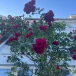 Ellen Hillingsø Instagram – ÅHH juni har været en dejlig måned……♥️