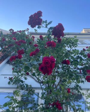 Ellen Hillingsø Instagram - ÅHH juni har været en dejlig måned……♥️