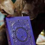 Ellen Hillingsø Instagram - SÅ er den her! 🐾🐕 I dag udkommer HUNDENS BOG af Ellen Hillingsø og Hella Joof. Det er en humoristisk og kærlig hyldest til hunden. Her er sange, tegninger, digte og interviews med udvalgte hundeejere. Der er en brevkasse for hunde, gode tips til at lære sin hund ikke at snuse gæsterne i ”for- og bagnumse” og filosofiske betragtninger om hundelortekarma. #hunde #hund #hellajoof #ellenhillingsø #doglover #bog #hundebog