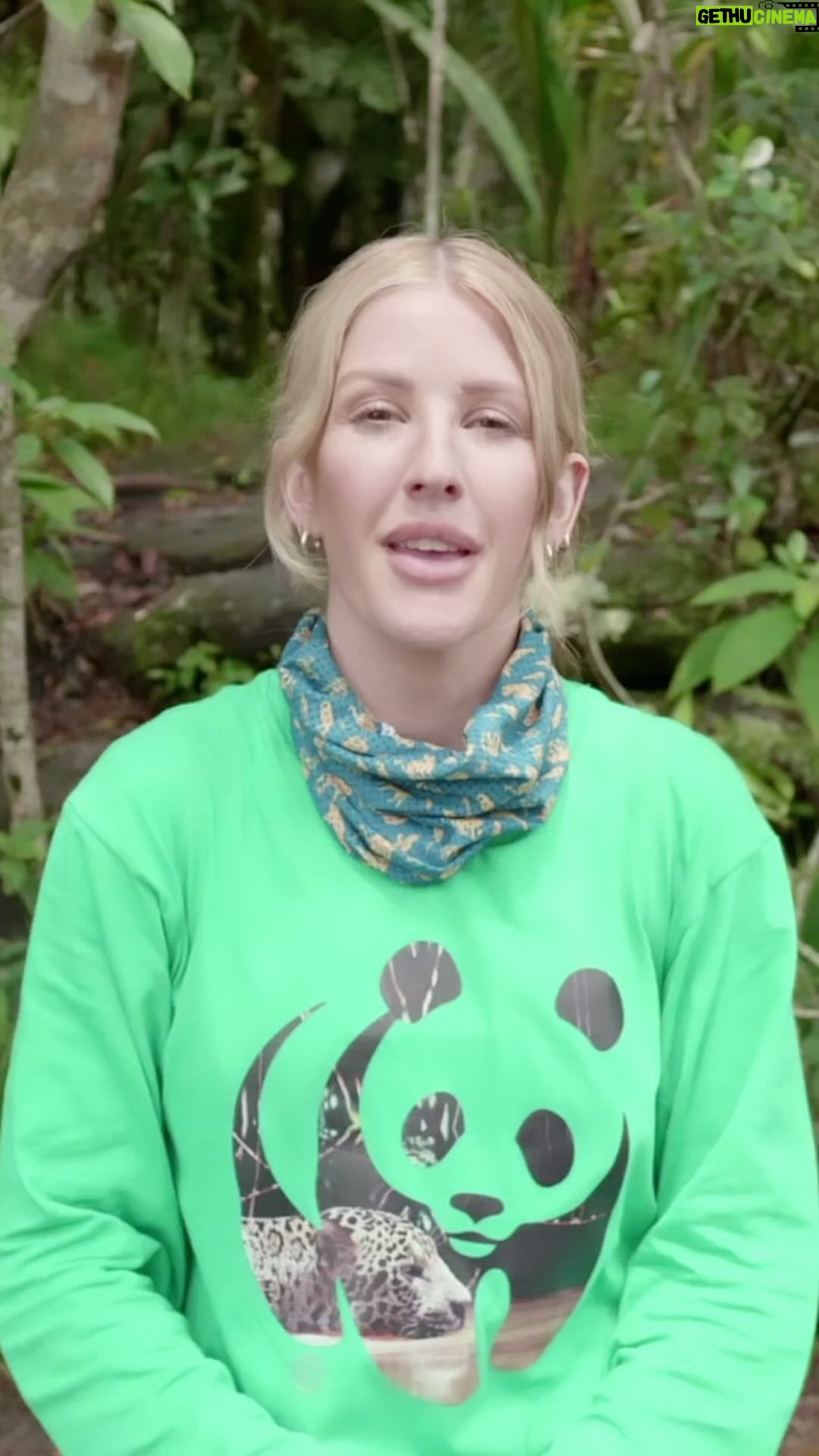 Ellie Goulding Instagram - From Cerro Azúl, Guaviare, Colombia – @wwf_colombia – singer songwriter, @wwf_uk ambassador & UN Environment Global Goodwill Ambassador, @EllieGoulding has a message for world leaders: move beyond promises and take action for people and nature. On the ground in the Amazon rainforest, Ellie met and listened to communities that live and work in nature firsthand, witnessing their vital role in safeguarding biodiversity. She urges leaders: “Indigenous Peoples and local communities hold knowledge and the answers we need, and they must be part of the solution.” In areas like the Amazon rainforest, communities in the most vulnerable situations – who have done the least to cause the nature crisis – experience the greatest impact. We can’t let this continue. Do you want to see action for people and nature? Share this post and tell leaders to protect forests! @UNEP #UNGA