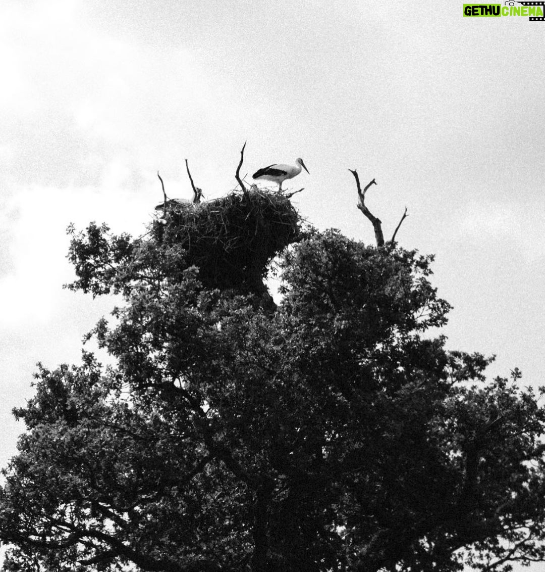 Ellie Goulding Instagram - My face legit hurt from smiling during my visit to @kneppwilding. I never dreamed you could go on safari 35 miles from London and see an ecosystem buzzing with life. But the Knepp visionaries @isabella.tree, Charlie Burrell, @Ned_byrrell96, @charlie.harpur and the whole team there were brave enough to do something different to the old way (dominating nature and destroying most of it đł) Instead they have transformed their land, by putting the Earth first. And the results are amaaaazing and so uplifting đ Youâve prob heard the term rewilding a bit more recently. It isnât just a movement, it is a way of experiencing nature exactly how it is supposed to be and FEELING as though hope is here. Nature heals. It brings me so much joy to know that across the world rewilding projects are bringing ecosystems back to life by returning key wildlife species. Once you bring key wild animals back, you supercharge the ecosystem as a carbon sink (ie suck up all the MASSES of carbon we have hanging around) So beneficial for everything and everyone⌠At Knepp this means storks nesting high up in historic oak trees and beavers who have made an incredible lagoon that stops flooding. These animals are our best engineers and these ecosystems are the way to stave off climate change. So If you ever feel a bit sad by the nature and climate crisis â and who doesnât? â these are the places and these are the visionaries to turn to. Youâll find them at @kneeprewilding @globalrewildingalliance @rewildingb #rewildinghope