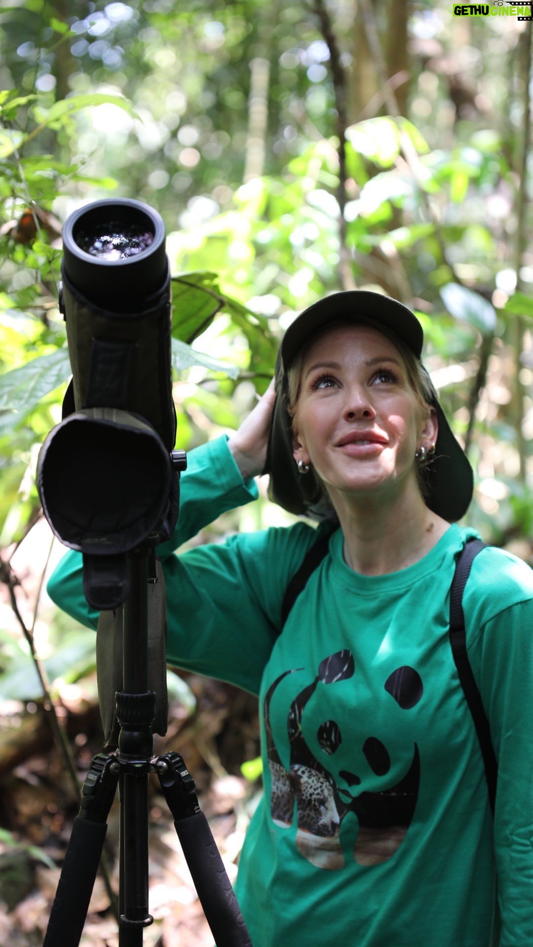 Ellie Goulding Instagram - Earlier this September, @wwf_uk ambassador & @unep Global Goodwill Ambassador @elliegoulding travelled to the Amazon to witness firsthand the power of our incredible forests, learn more about the restoration projects carried out by WWF and partners, and meet with the people who are safeguarding our forests for the future. Today, following the launch of WWF’s Forest Pathways report, she shares a glimpse into this “life-changing” trip and an important message to our global leaders: we can all play our part in helping bring our forests back to life – the time to act is now. #ForestPathways #Forests #ForOurWorld #Deforestation #Amazon #Rainforest #Colombia Amazonas, Colombia
