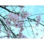 Ellie Toyota Instagram - 🌸 桜の季節がまた巡り、 身長は35cm伸びて、 答えがひとつだからと算数が好きで、 時折見せる不機嫌な表情までも かわいくてかわいくて。 ずっと先だと思っていた遠い未来の中にいるような、 ふわふわと不思議な気持ちのまま、 卒業式はおわった。 それまでのひと月、ずっと寂しくて（娘よりも私が）、 なにか理由を見つけては学校へ出向いた。 娘は学校も先生も友達も大好きで、 楽しく通っている彼女を見ていたら、 私自身の幼少の記憶も笑顔で上書きされていくように感じられた。 そんな気持ちを与えてくれた小学校には感謝しかない。 ここで学んだ６年間があるから、 娘はこれからも自分を大切にして、 自分の考えを持って生きていける、そう思えます。 毎日残さずにお弁当を食べてくれてありがとうね。 卒業おめでとう。 💐 当日はantiでヘアメイクと着付け。 お着物はふたりとも七五三以来で、心が躍りました。 @yuka_anti @rittakatan___ @iammayusato ありがとうございました🕊️