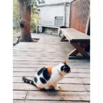 Ellie Toyota Instagram - 🎥 逗子にある、ずっと行ってみたかった映画館へ。 入り口で猫ちゃんがお出迎え🐈 居心地がよく、とても好きな空間だった。 『ガザ 素顔の日常』 『人生フルーツ』 ドキュメンタリーを2本つづけて。 かけ離れた作品のように思えるけれど、どちらも“日常”が映されている。 ガザの映像は約5年前のもので、現状を思うと、言葉にならない。 封鎖された地区の中には、ただ穏やかに生きていたいだけ、と願う人たちがいる。 今見るべき、知るべきことはたくさんあるけれど、 直視することで心に負担がかかってしまうこともあります。 この作品はできる限り抑えた映像になっているように感じましたが、それでも辛い場面はあるので、鑑賞は無理をせずに。 人生フルーツも素晴らしかった。 日々を生きることってこんなに輝かしいんだ。 こつこつと、丁寧に作業を重ねて、季節は巡り、土が肥え、果実が実る。 自分の毎日と違いすぎて眩しいほど。 だけど、これから少しずつでも心がけていたら、時間をかけて変わっていけるのかな。 ふたつとも、今の自分に必要な映画だった。