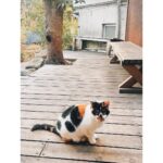 Ellie Toyota Instagram - 🎥 逗子にある、ずっと行ってみたかった映画館へ。 入り口で猫ちゃんがお出迎え🐈 居心地がよく、とても好きな空間だった。 『ガザ 素顔の日常』 『人生フルーツ』 ドキュメンタリーを2本つづけて。 かけ離れた作品のように思えるけれど、どちらも“日常”が映されている。 ガザの映像は約5年前のもので、現状を思うと、言葉にならない。 封鎖された地区の中には、ただ穏やかに生きていたいだけ、と願う人たちがいる。 今見るべき、知るべきことはたくさんあるけれど、 直視することで心に負担がかかってしまうこともあります。 この作品はできる限り抑えた映像になっているように感じましたが、それでも辛い場面はあるので、鑑賞は無理をせずに。 人生フルーツも素晴らしかった。 日々を生きることってこんなに輝かしいんだ。 こつこつと、丁寧に作業を重ねて、季節は巡り、土が肥え、果実が実る。 自分の毎日と違いすぎて眩しいほど。 だけど、これから少しずつでも心がけていたら、時間をかけて変わっていけるのかな。 ふたつとも、今の自分に必要な映画だった。