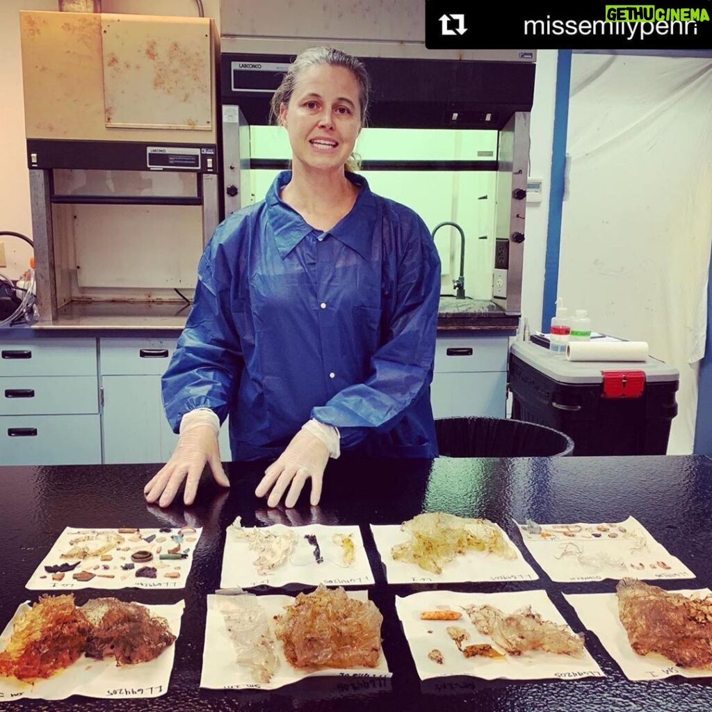 Ellise Chappell Instagram - #Repost @missemilypenn with @get_repost ・・・ This is the worst 😔 . After spotting turtles in the bay, we headed over to Dr Jennifer Lunch’s lab at @hawaiipacificuniversity to dissect the gut of a green sea turtle that had passed away. . Sea turtles easily mistake plastic for food and this poor specimen had these 78 pieces inside him. . I was utterly shocked to see this. Is this the legacy we want to leave behind? . @skyoceanrescue #skyvip #seaturtle #plasticpollution #legacy #hawaiipacificuniversity @usnistgov