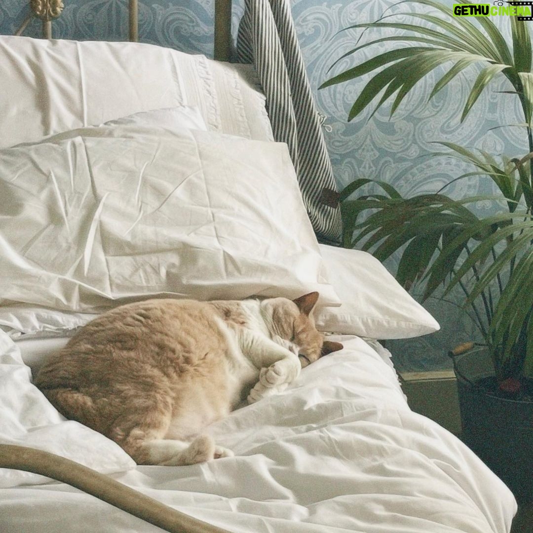 Ellise Chappell Instagram - my cat again & again & again