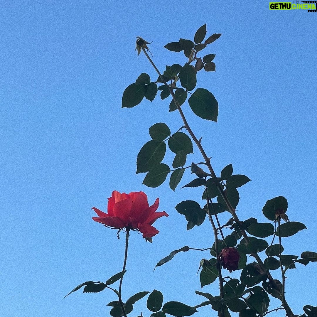 Ellise Chappell Instagram - βοΈπ§£βοΈ β¨πΏπ¨π·π¦π§€π¬π